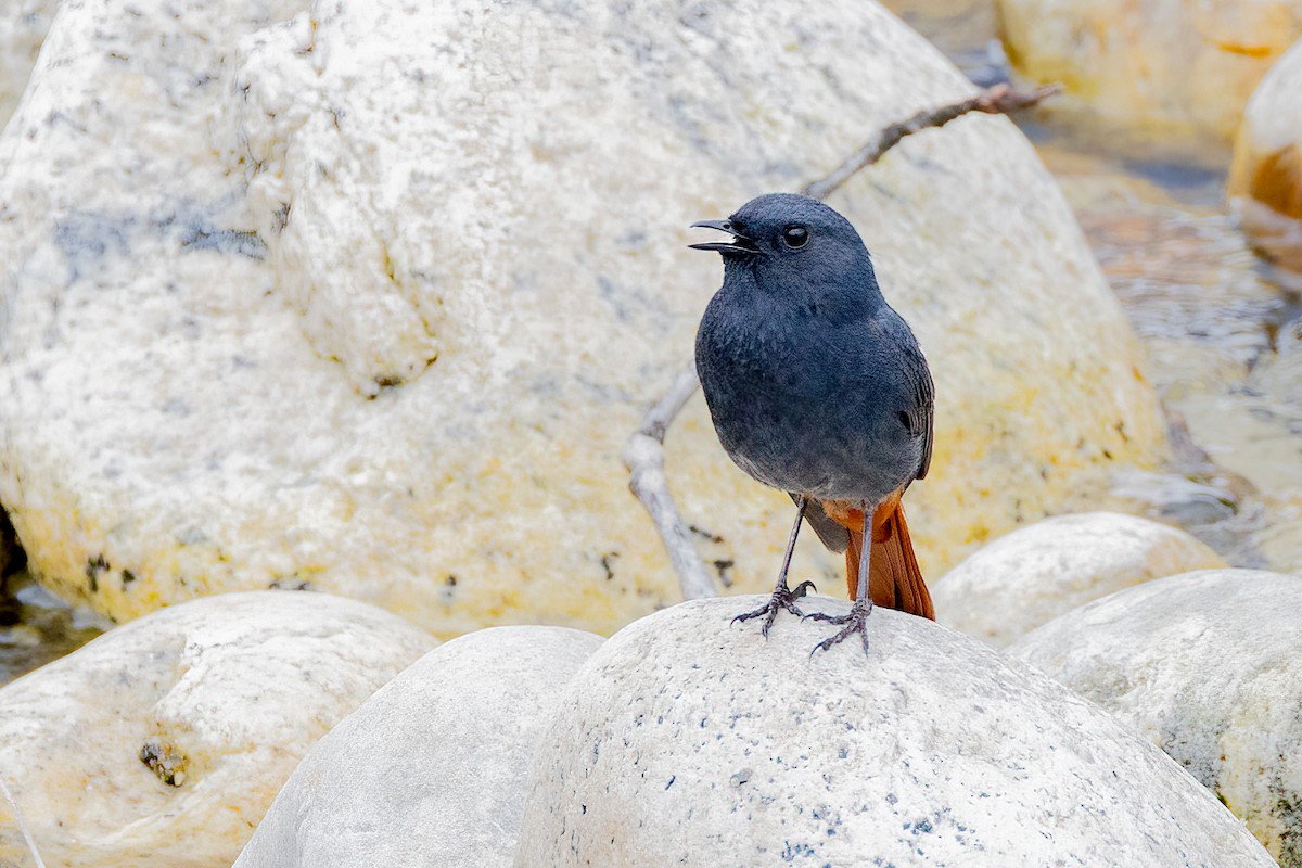 Plumbeous Redstart - ML638343092