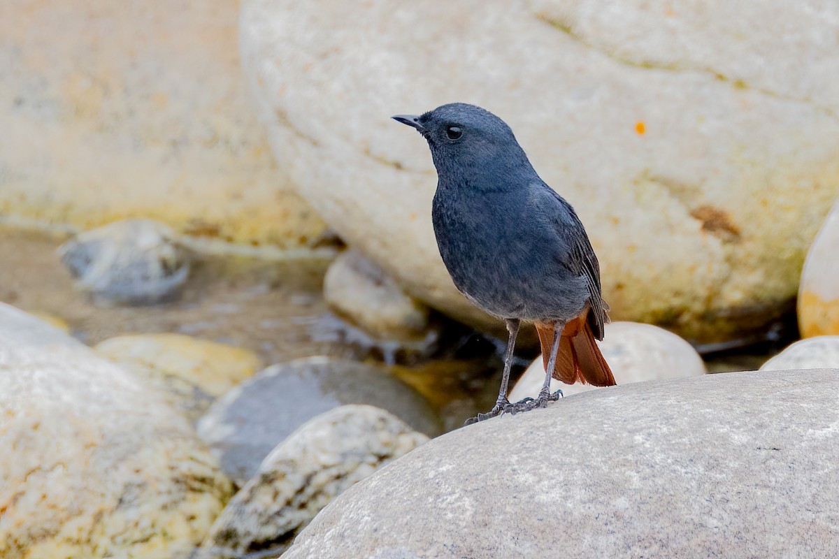 Plumbeous Redstart - ML638343093