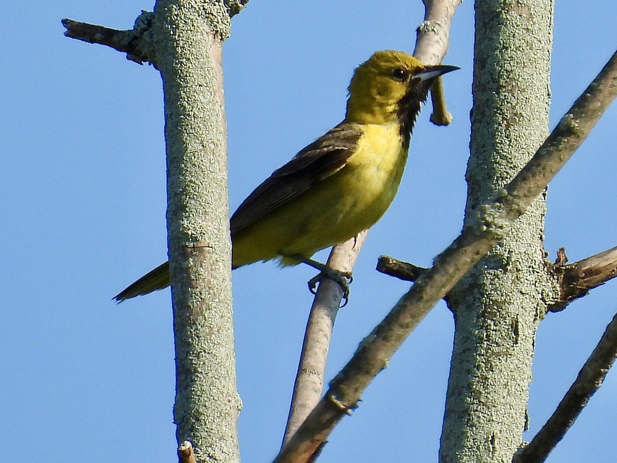 Gartentrupial - ML638343106