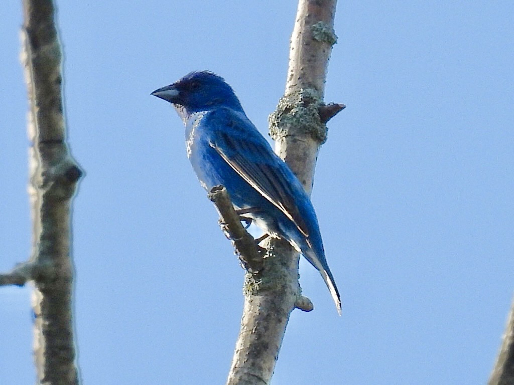 Azulillo Índigo - ML638343111