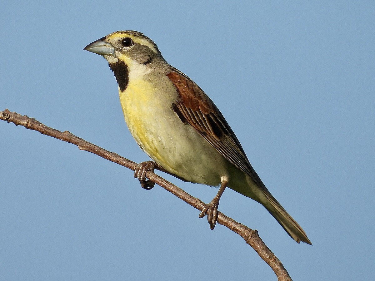 Dickcissel - ML638343114