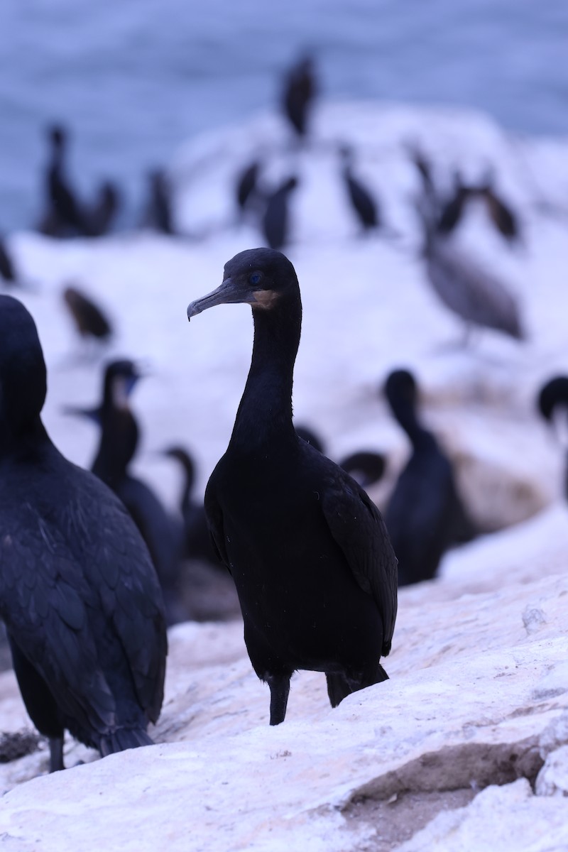 Brandt's Cormorant - ML638343119