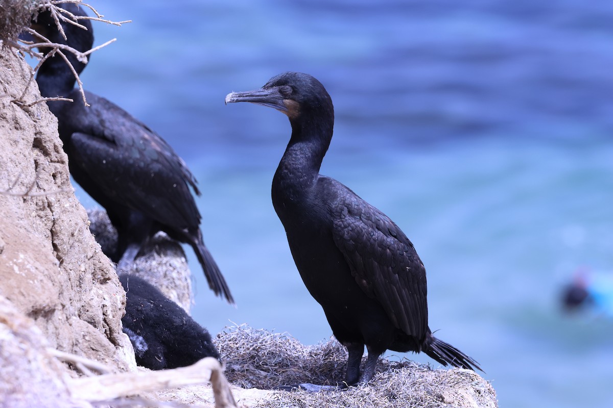 Brandt's Cormorant - ML638343120
