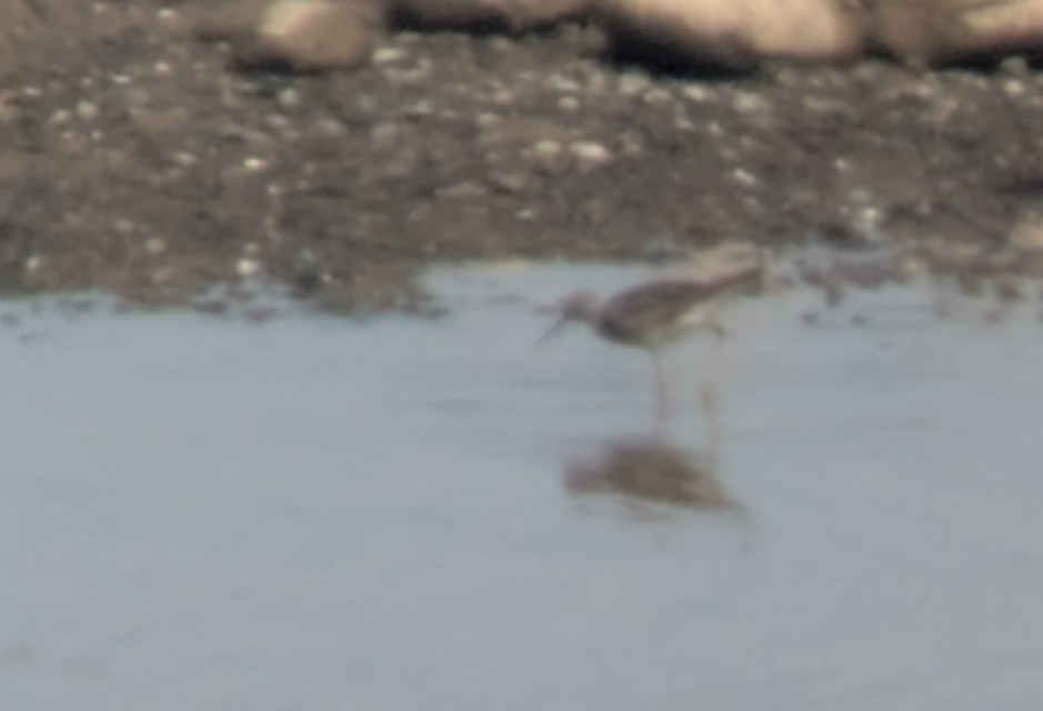 gulbeinsnipe - ML638343164