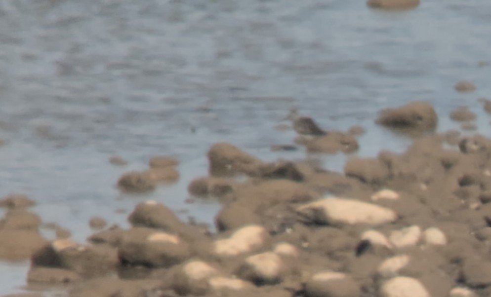 gulbeinsnipe - ML638343165