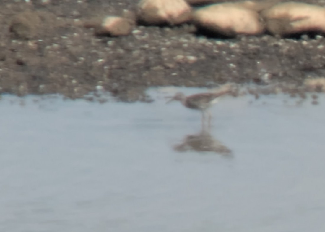 gulbeinsnipe - ML638343167