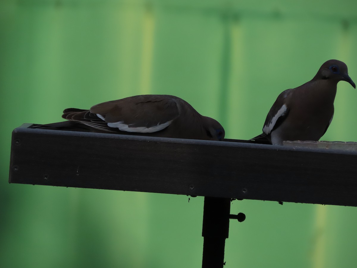 White-winged Dove - ML638343173