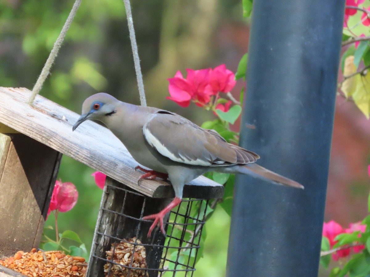 White-winged Dove - ML638343174