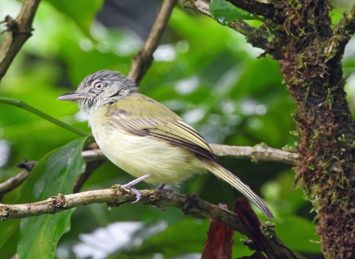 Yellow-olive Flatbill - ML638343204