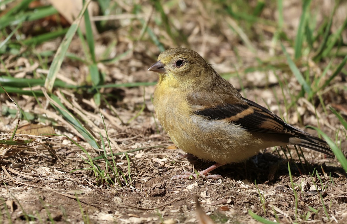 Chardonneret jaune - ML638343205