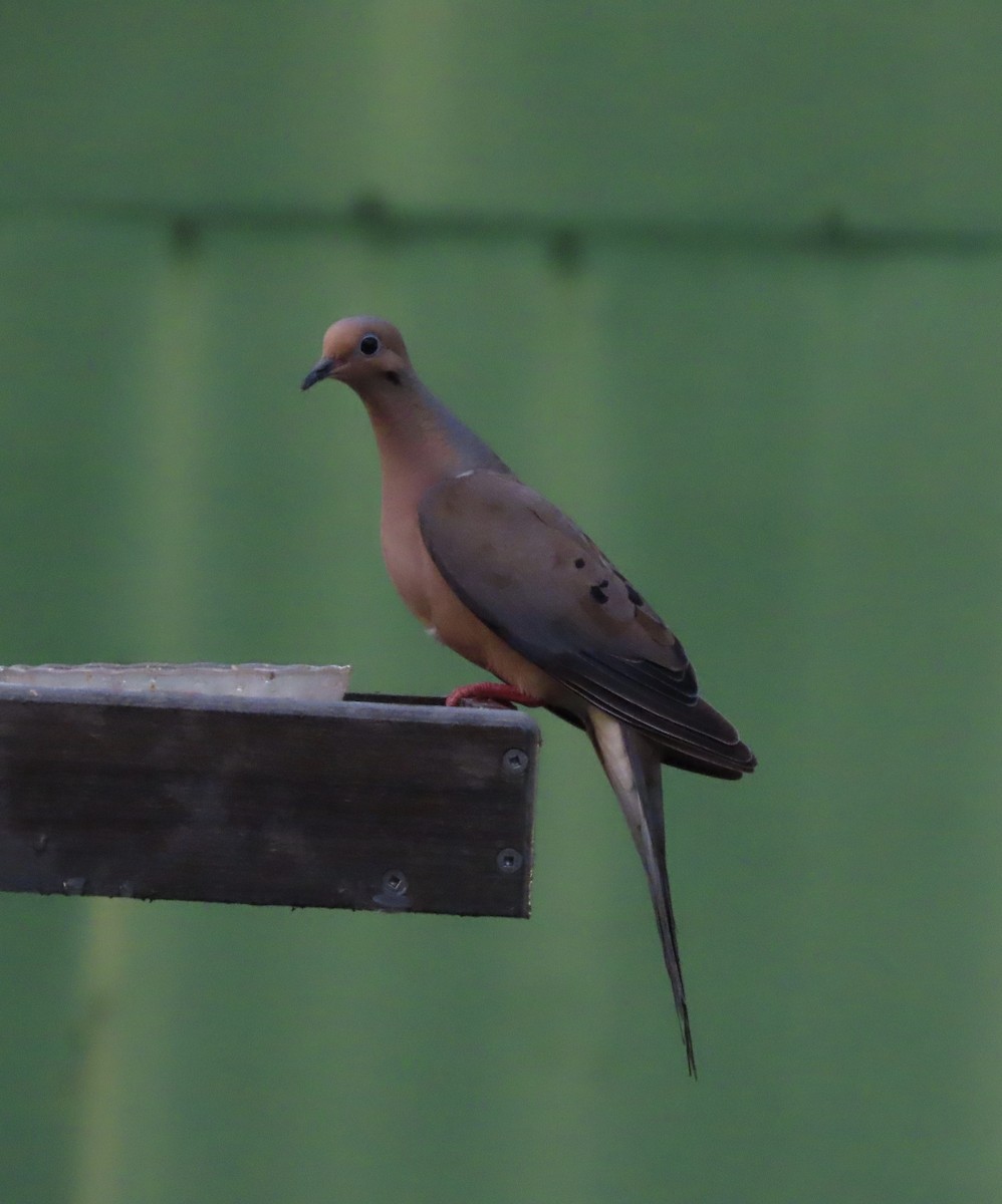 Mourning Dove - ML638343207