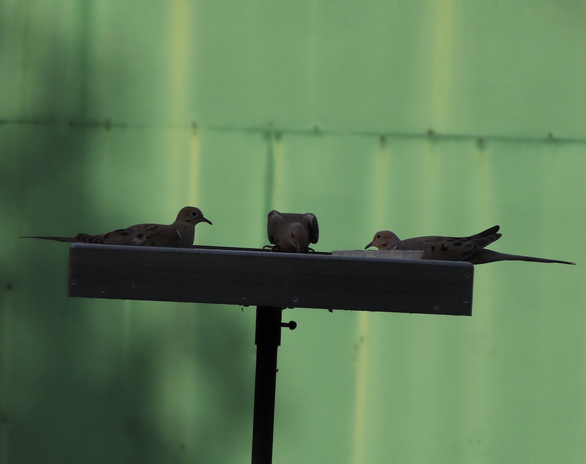 Mourning Dove - ML638343208