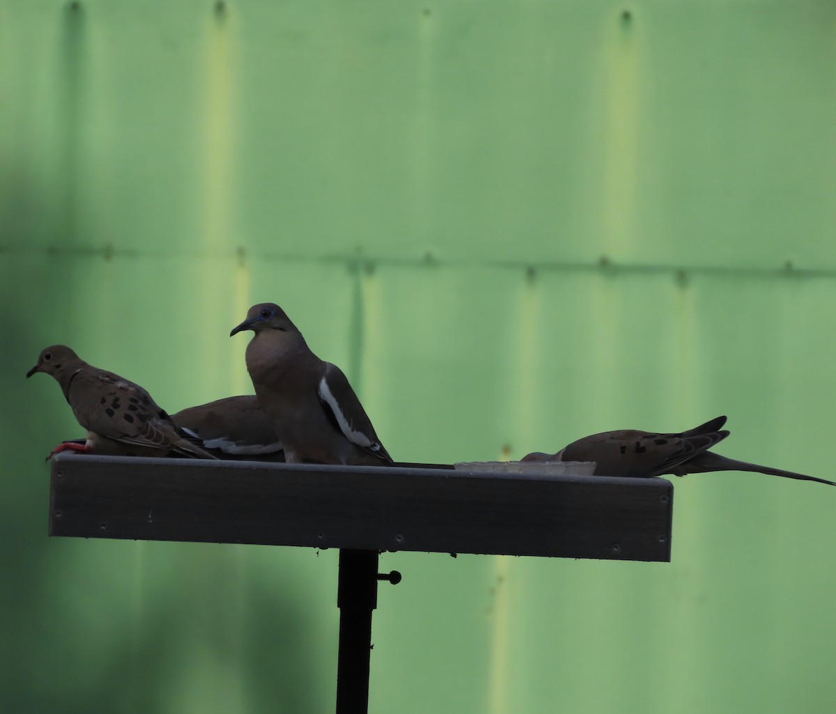 Mourning Dove - ML638343209