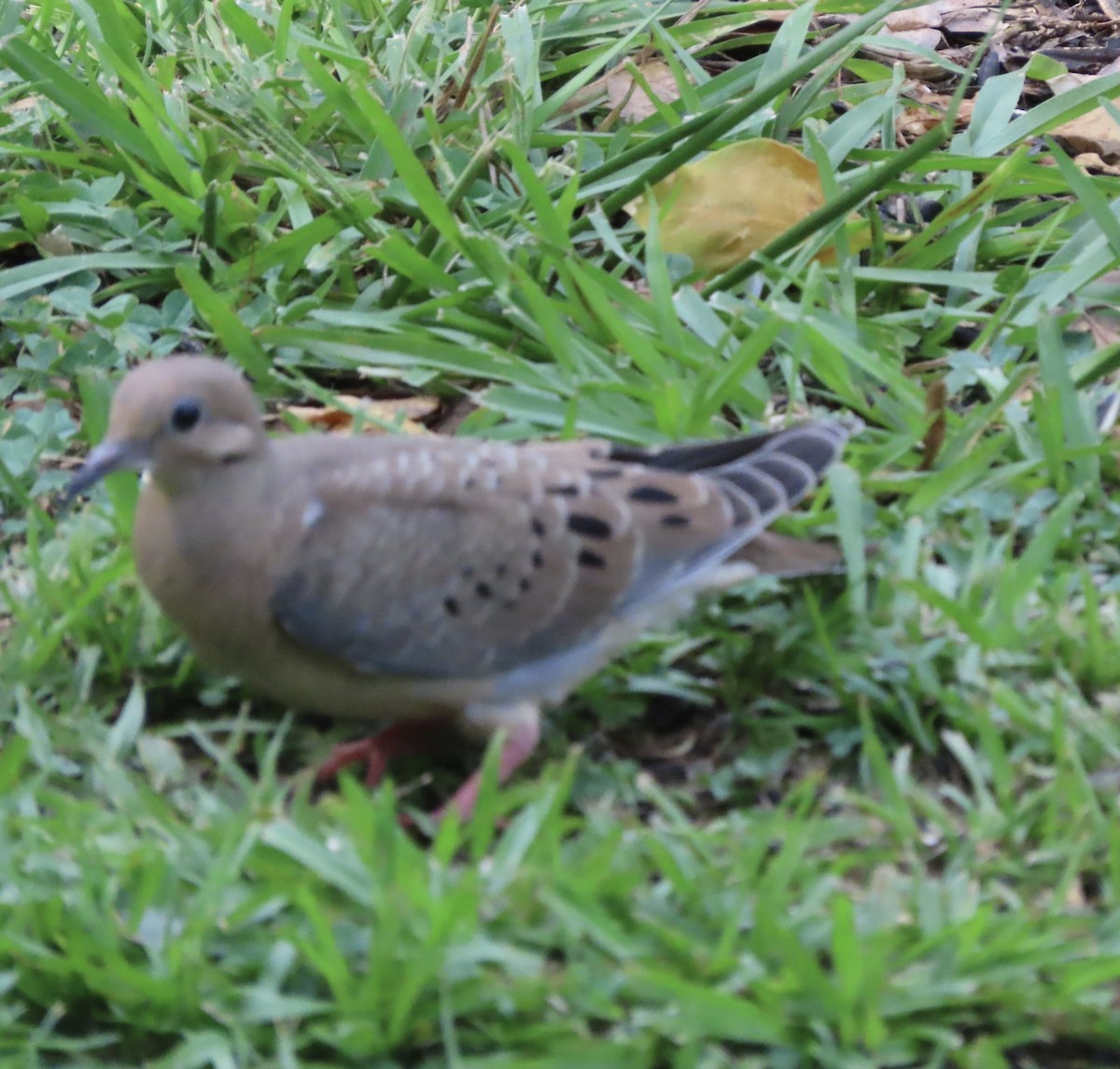 Mourning Dove - ML638343210