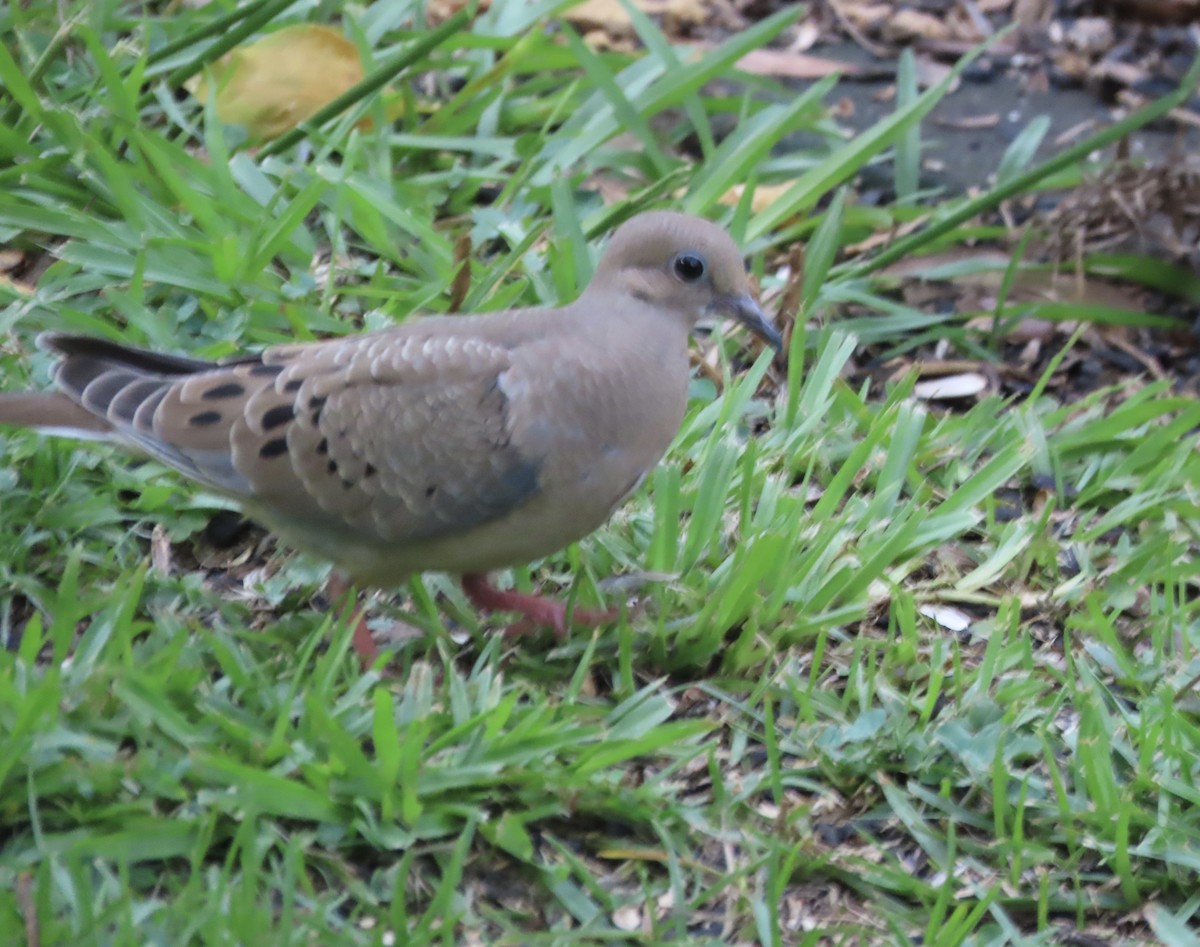 Mourning Dove - ML638343211