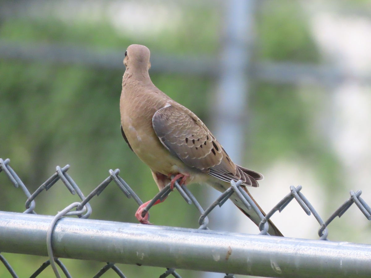 Mourning Dove - ML638343212
