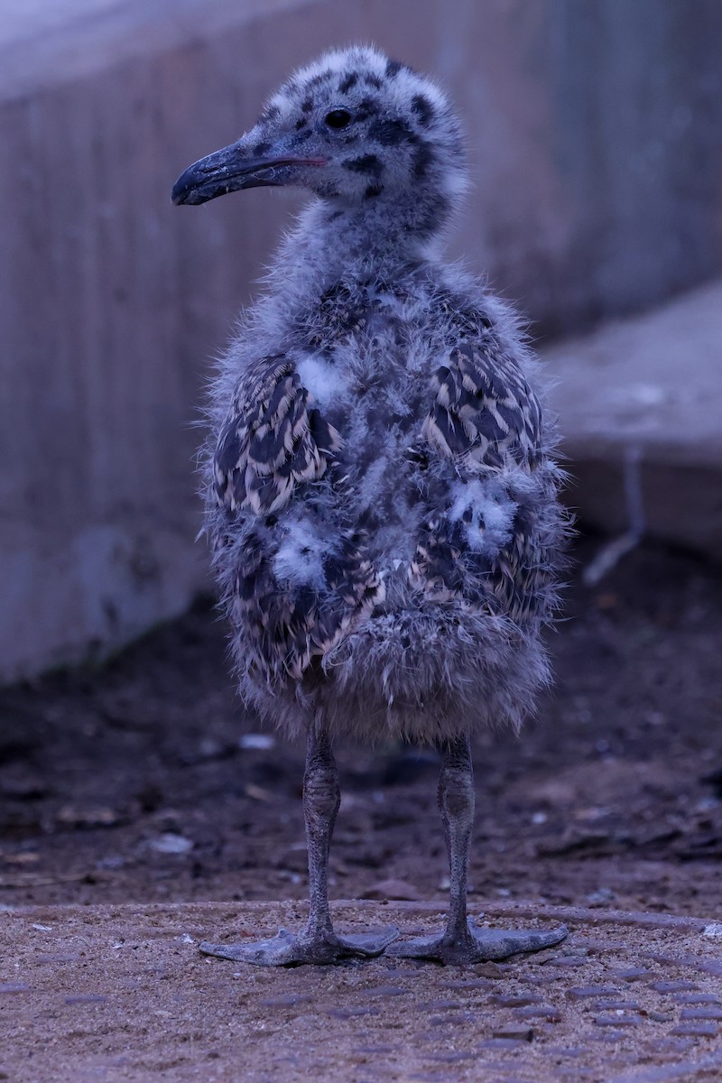 Western Gull - ML638343215