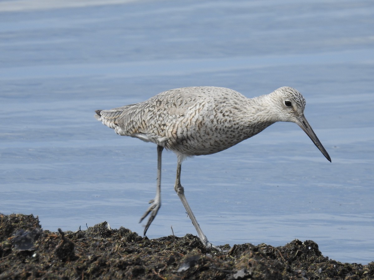 Willet - ML638343216