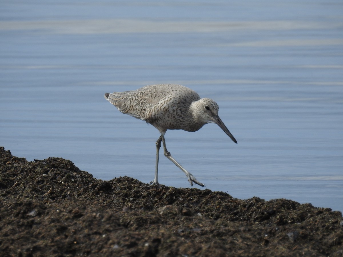 Willet - ML638343221