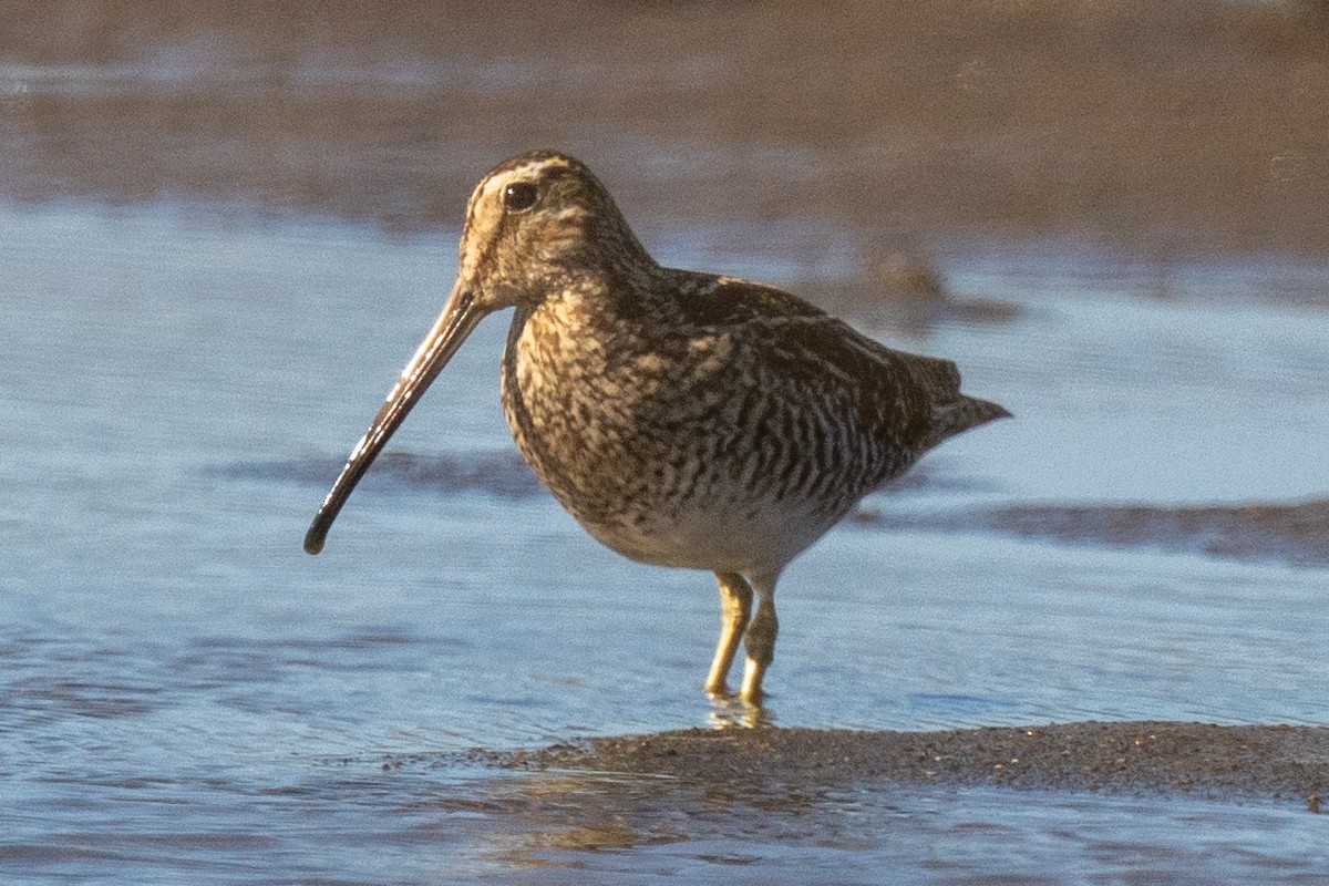 Magellanic Snipe - ML638343283