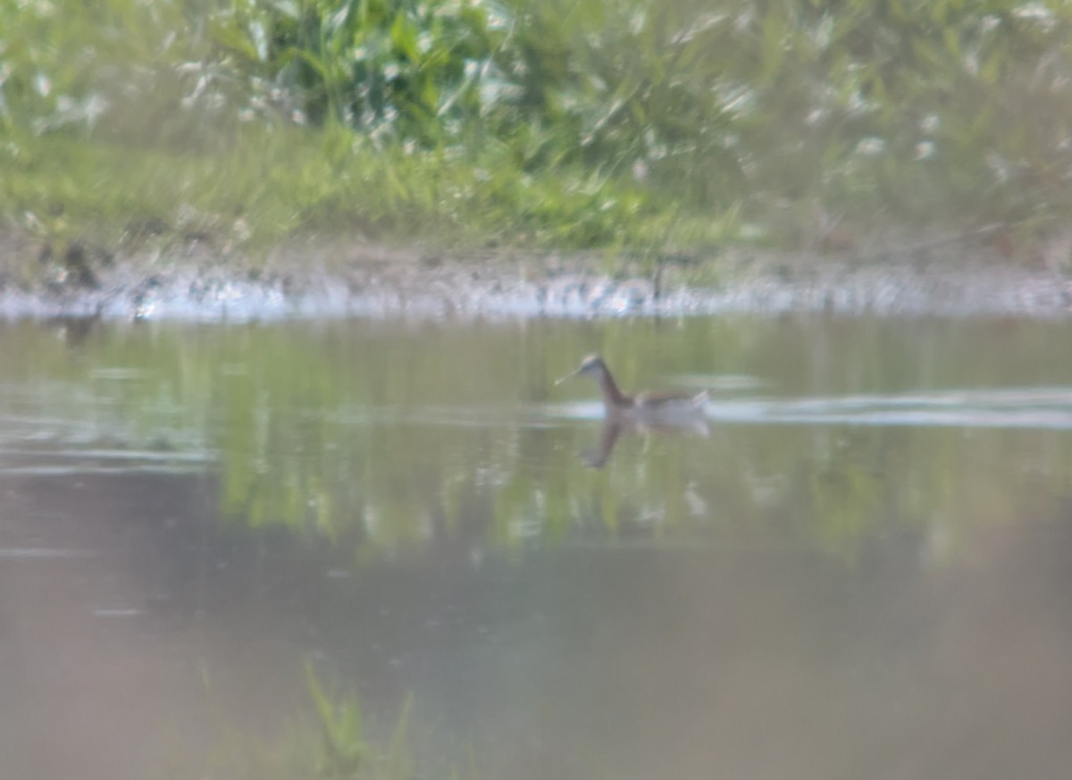 hvithalesvømmesnipe - ML638343290