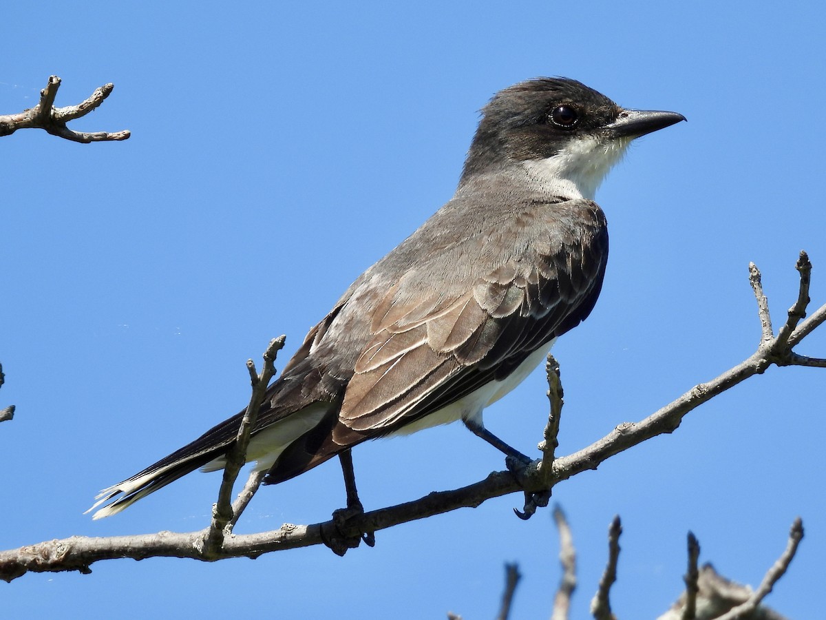 Eastern Kingbird - ML638343292