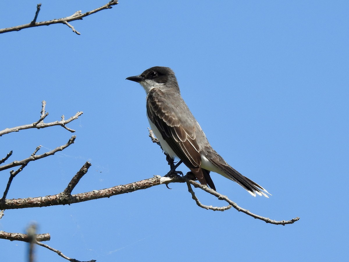 Eastern Kingbird - ML638343294