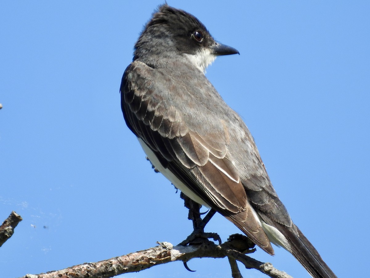 Eastern Kingbird - ML638343295