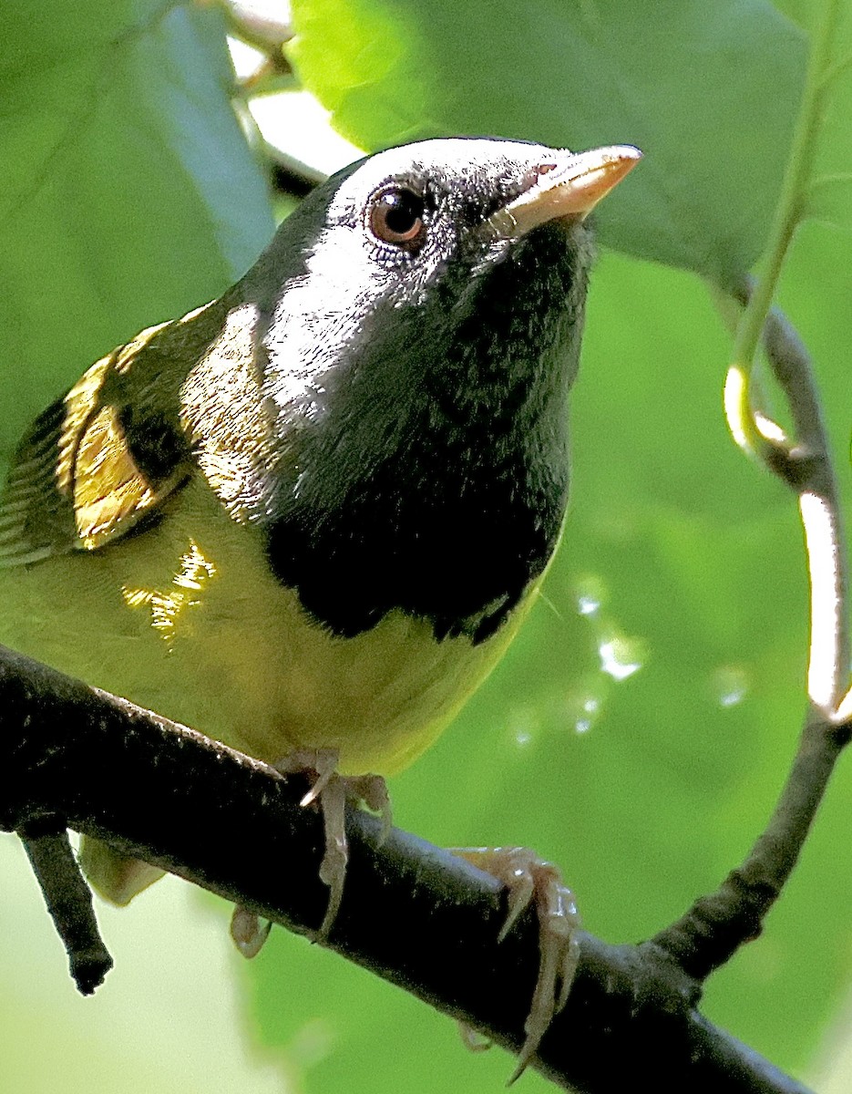 Mourning Warbler - ML638343296