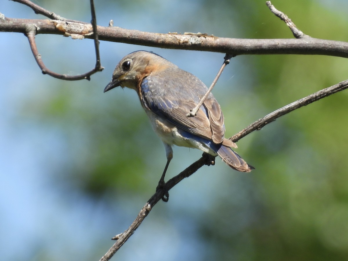 Eastern Bluebird - ML638343317