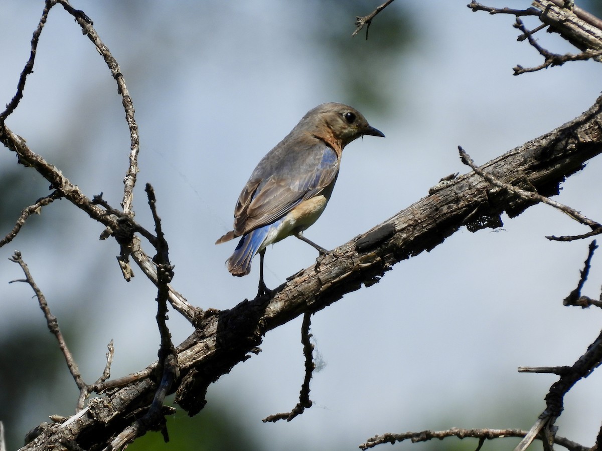 Eastern Bluebird - ML638343318