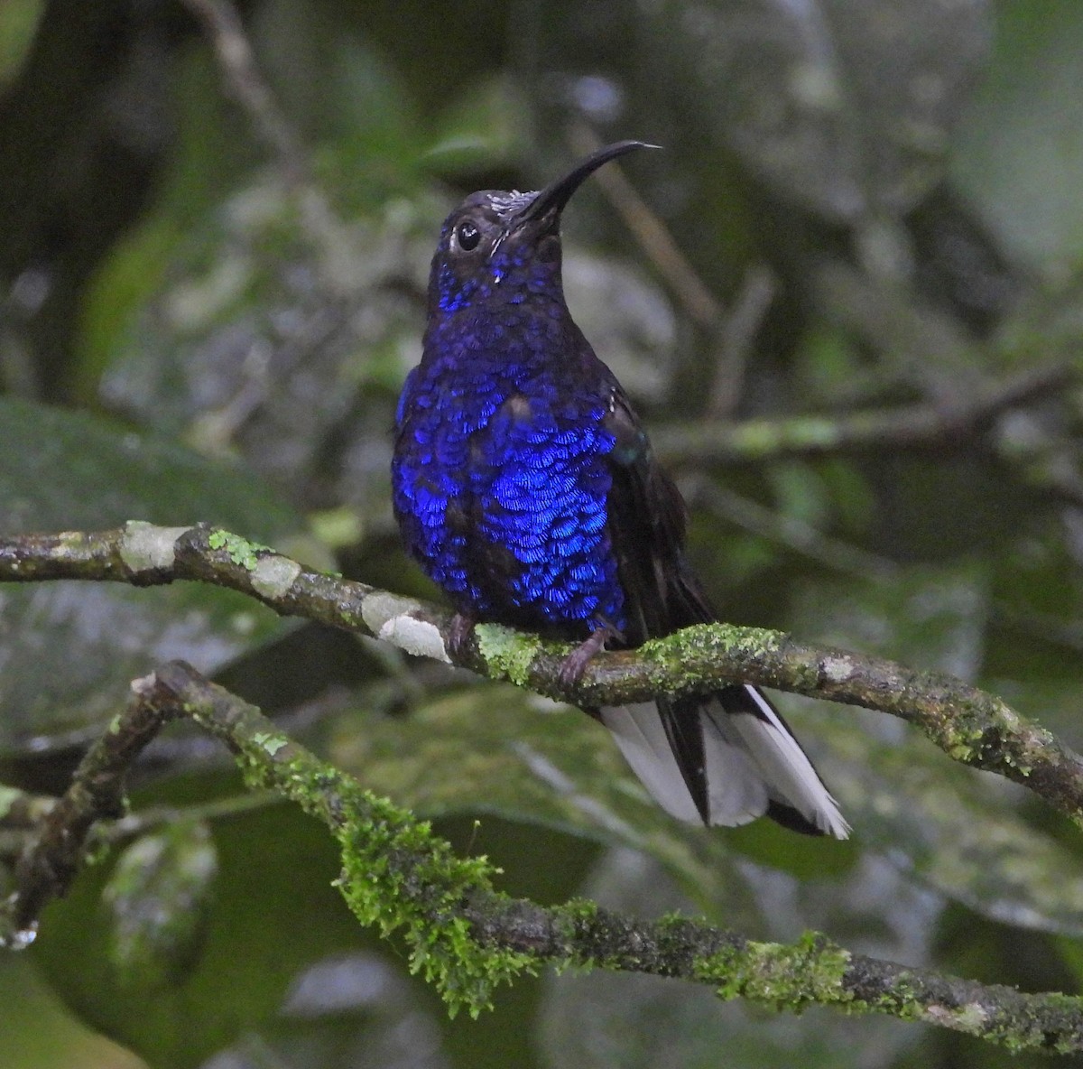 Violet Sabrewing - ML638343319