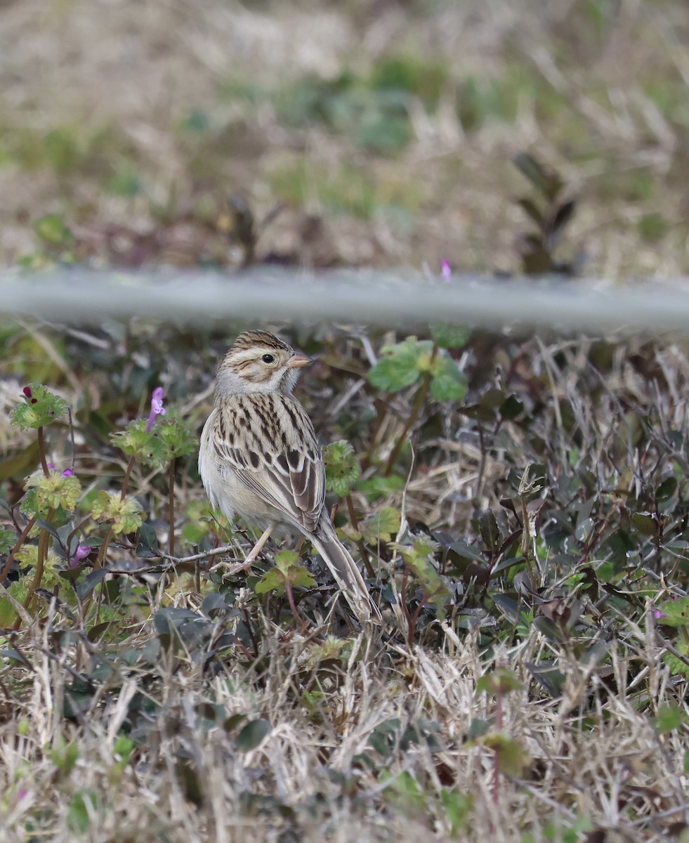 Clay-colored Sparrow - ML638343328