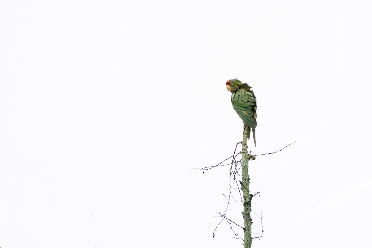 Scarlet-fronted Parakeet - ML638343336
