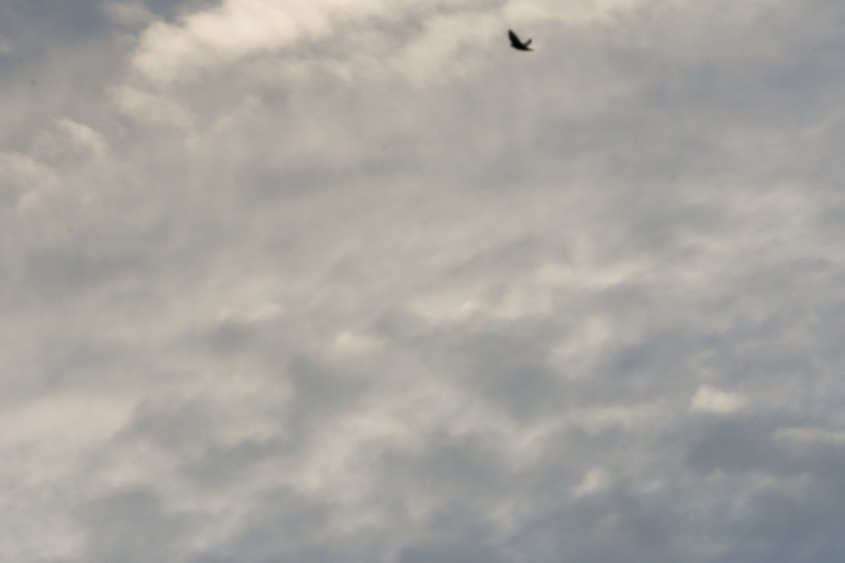 Tree Swallow - ML638343337