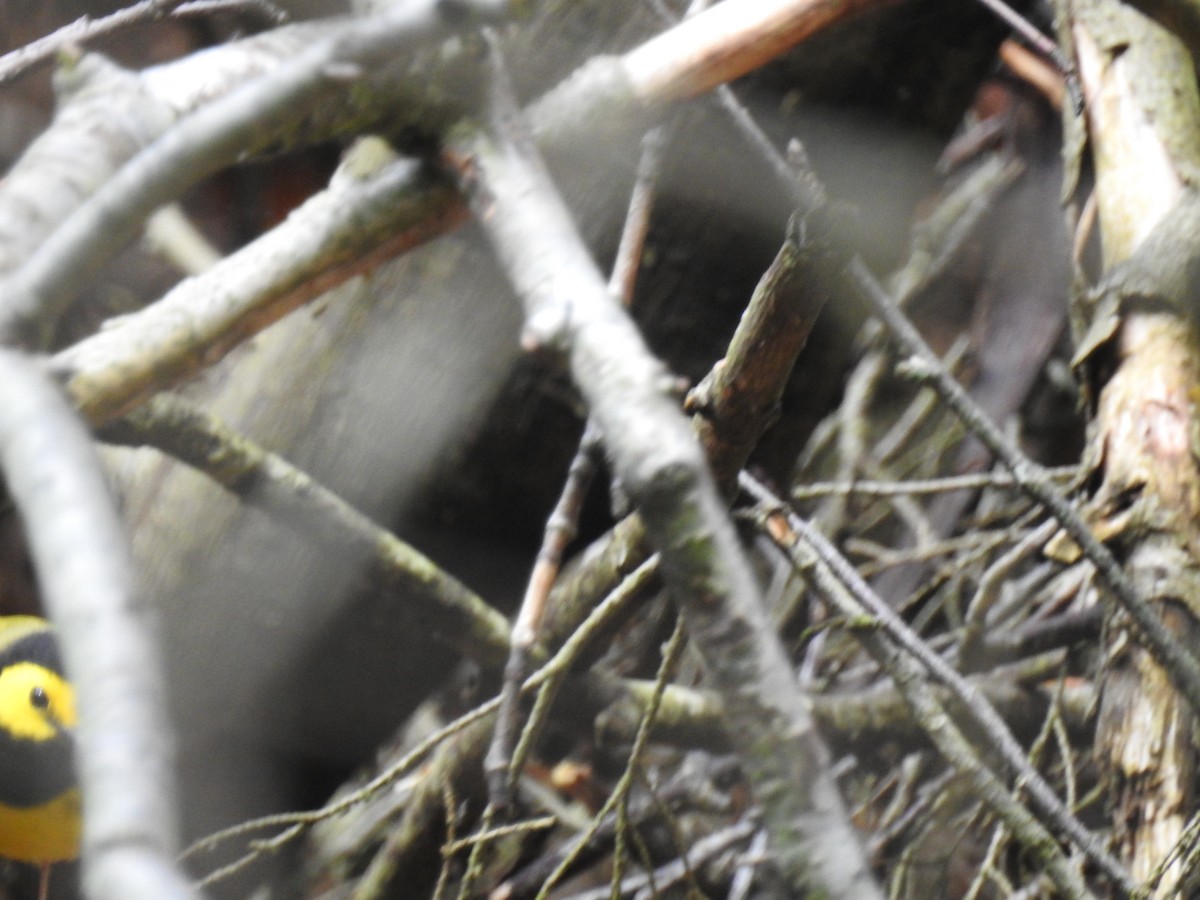 Hooded Warbler - ML638343339