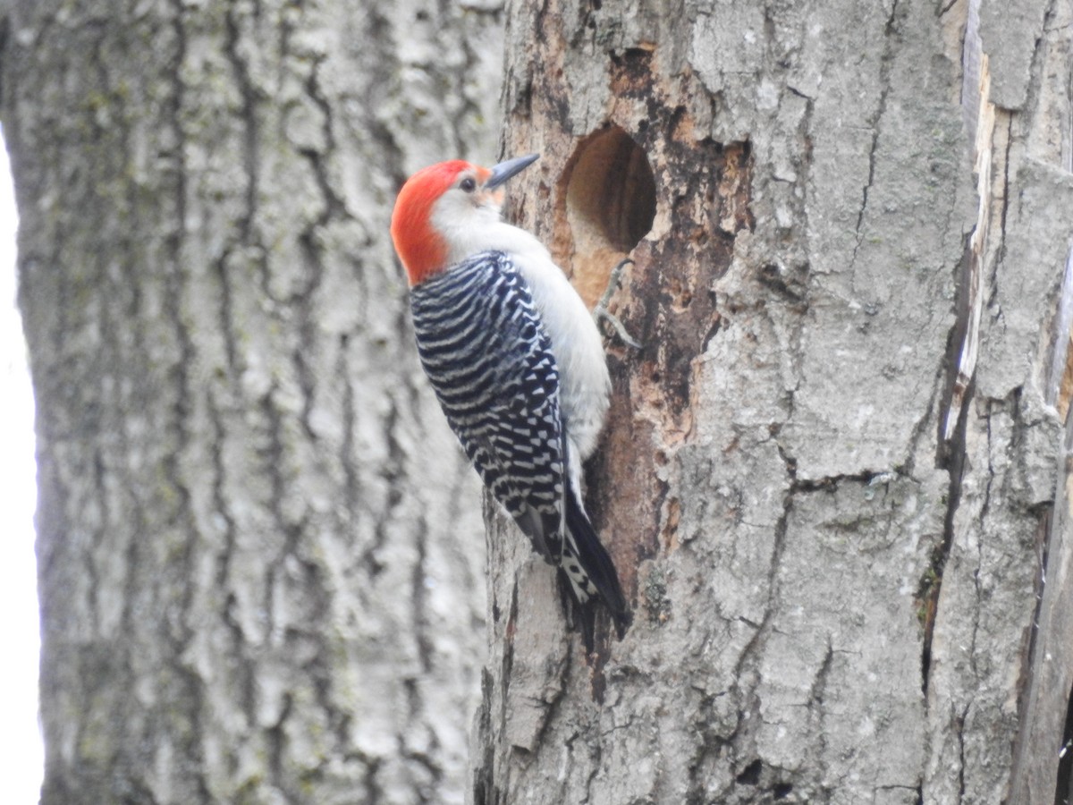 Red-bellied Woodpecker - ML638343349