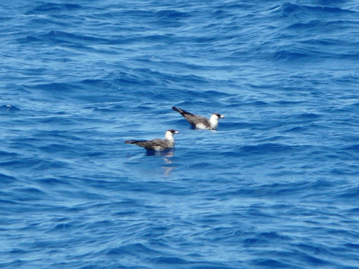 Pomarine Jaeger - ML638343362
