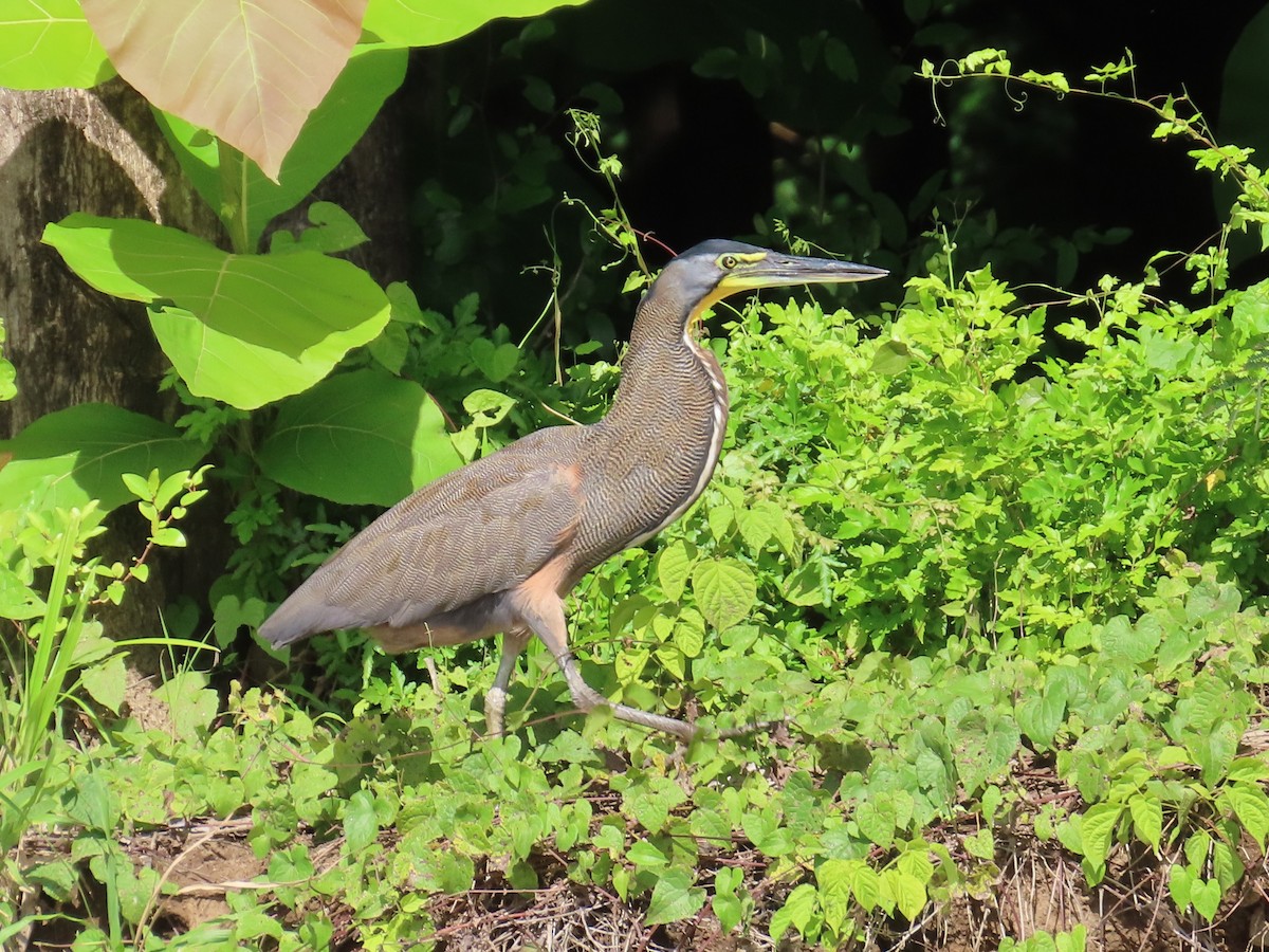 Bare-throated Tiger-Heron - ML638343364
