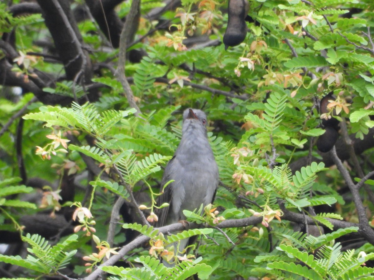 Gray-bellied Cuckoo - ML638343376