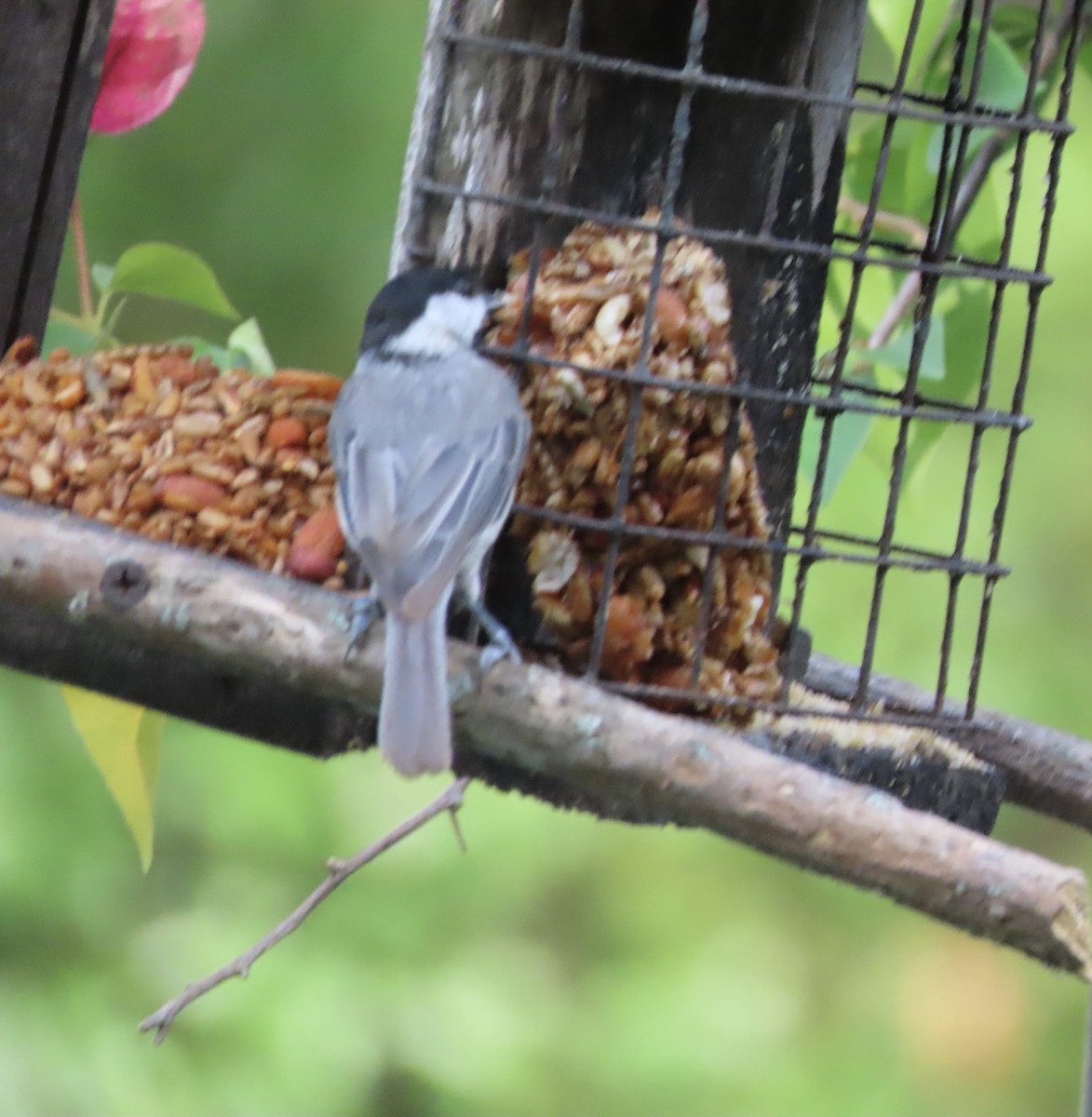 Mésange de Caroline - ML638343386