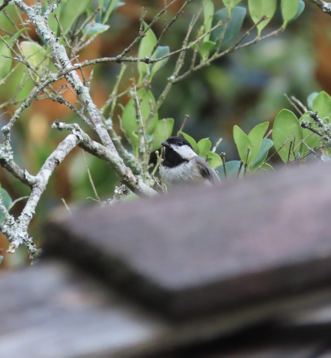 Mésange de Caroline - ML638343387
