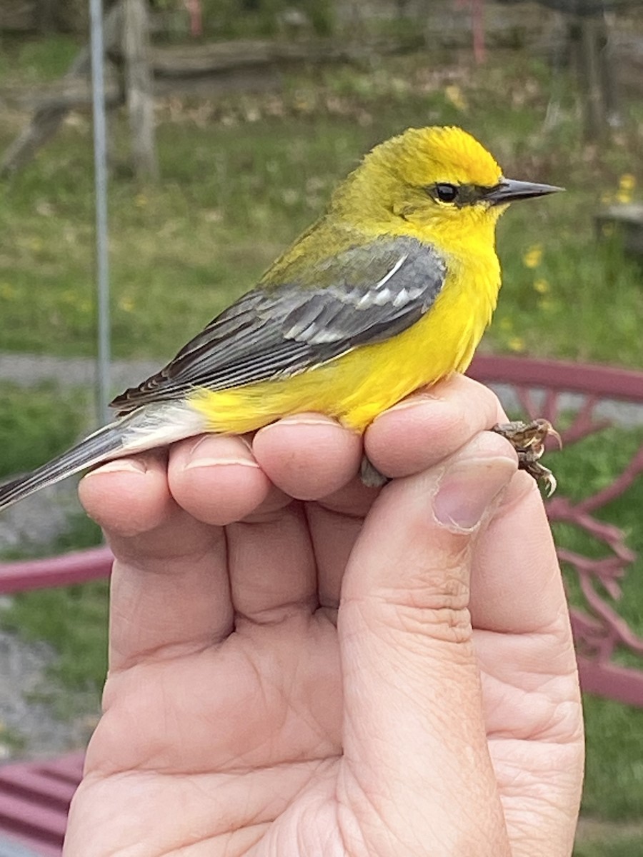 Blue-winged Warbler - ML638343390