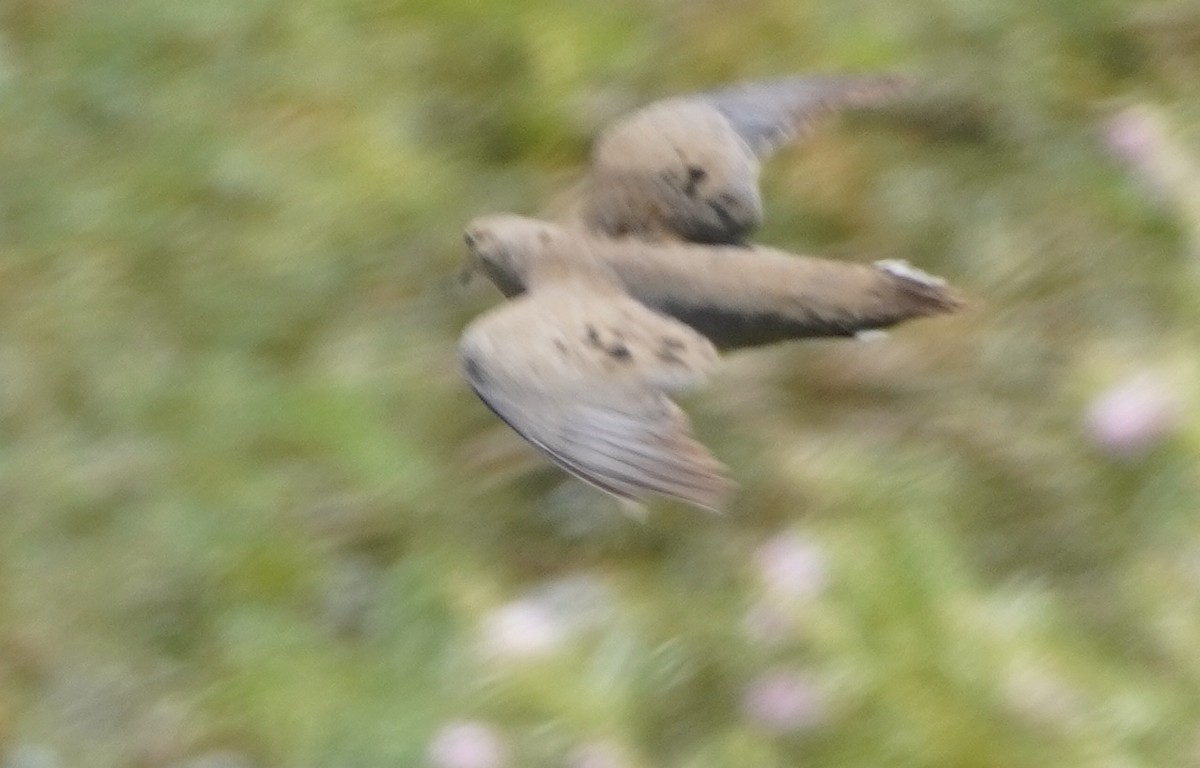 Mourning Dove - ML638343405