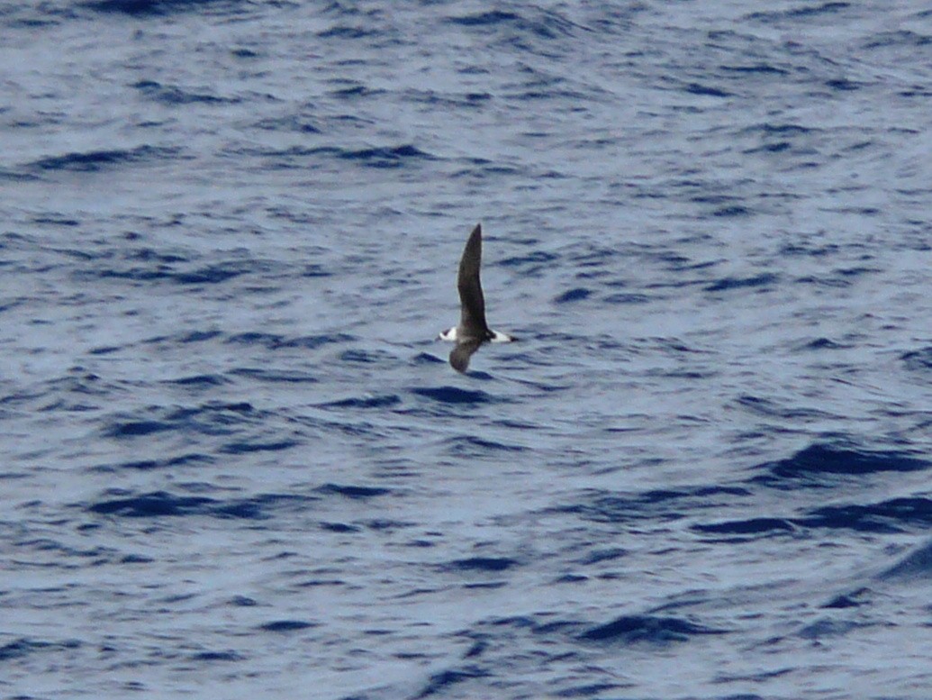Black-capped Petrel - ML638343406