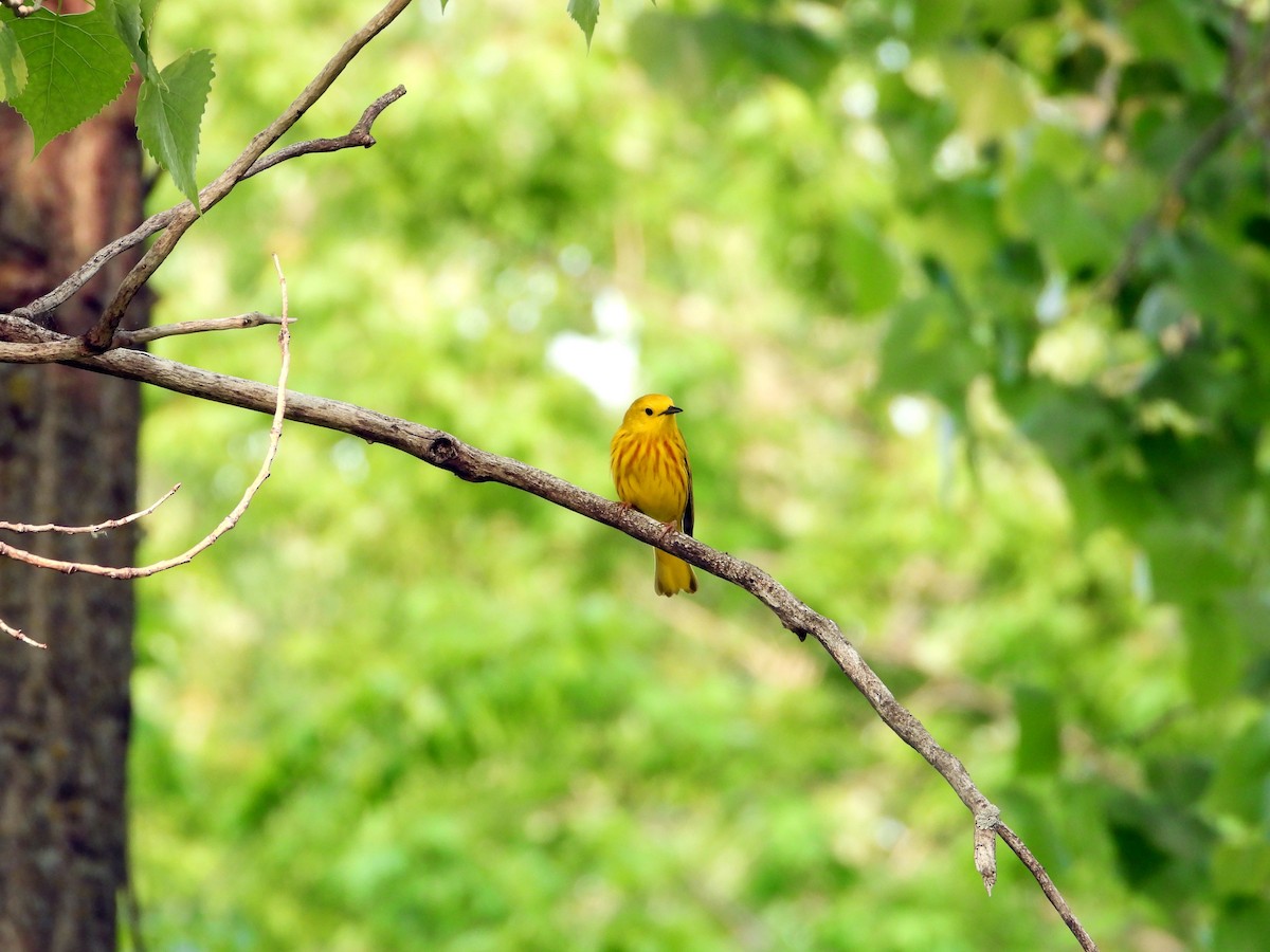 Yellow Warbler - ML638343428