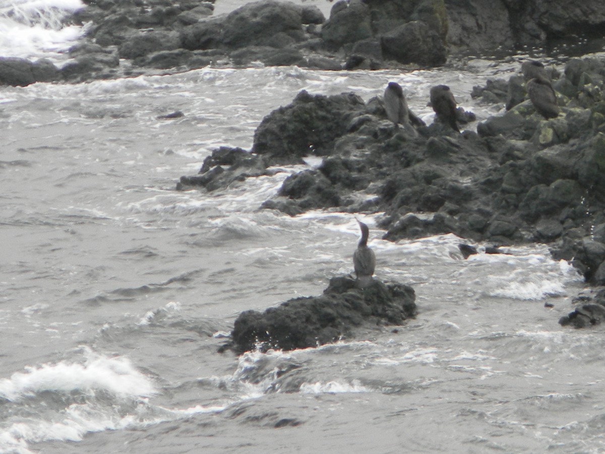 Cormorán Chuita - ML638343433