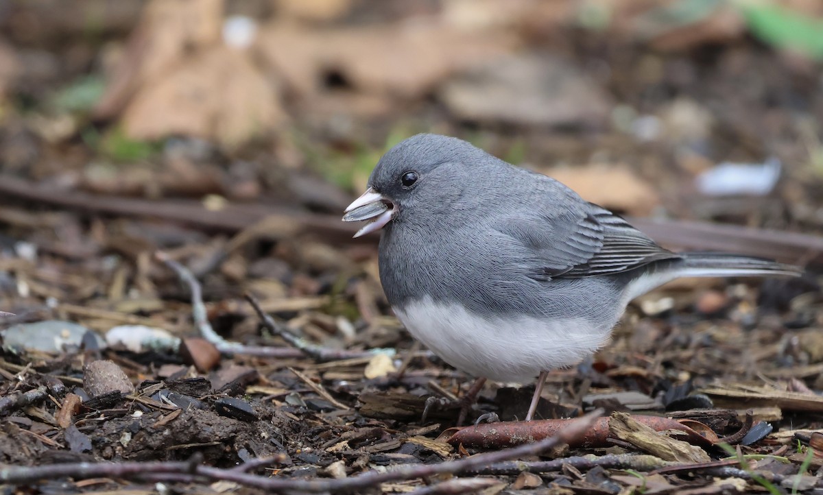 Junco Ojioscuro - ML638343438