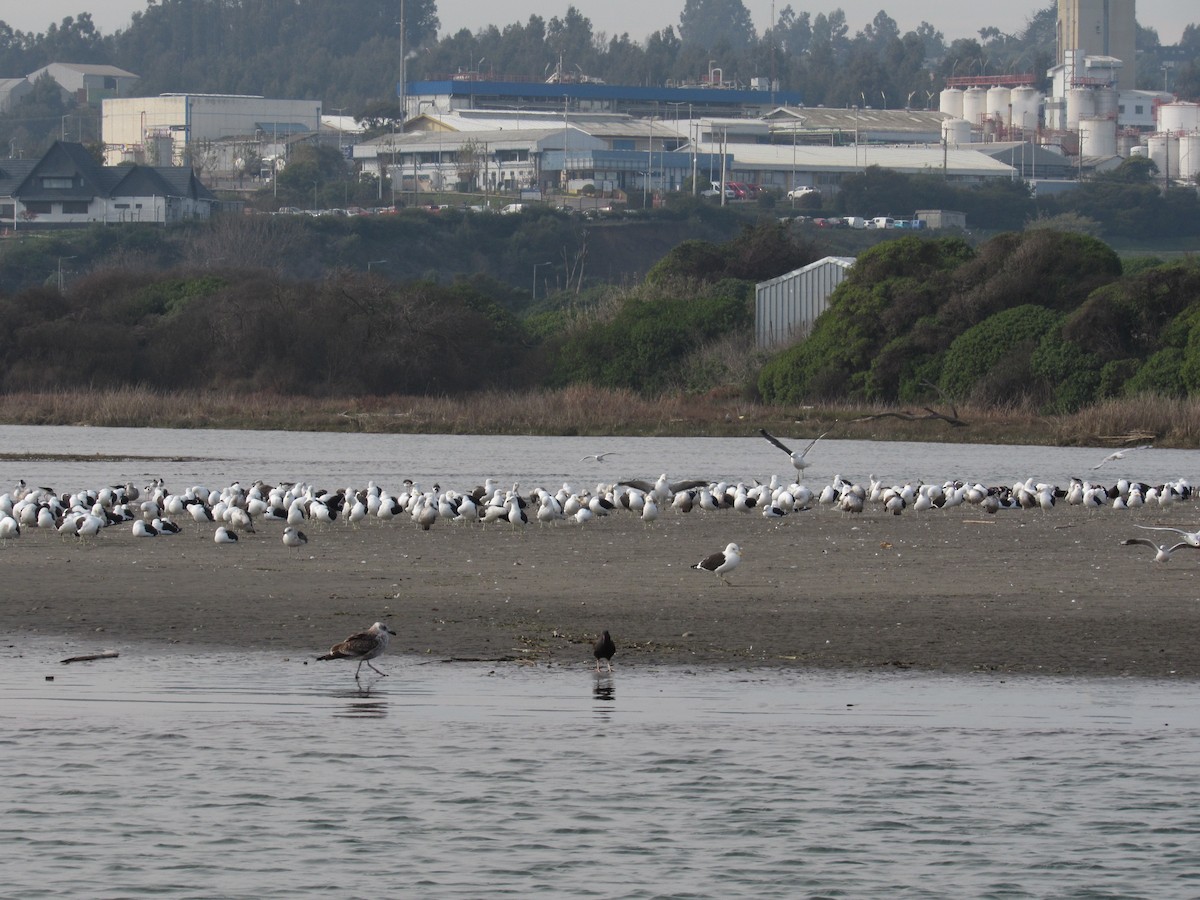 Gaviota Cocinera - ML638343468