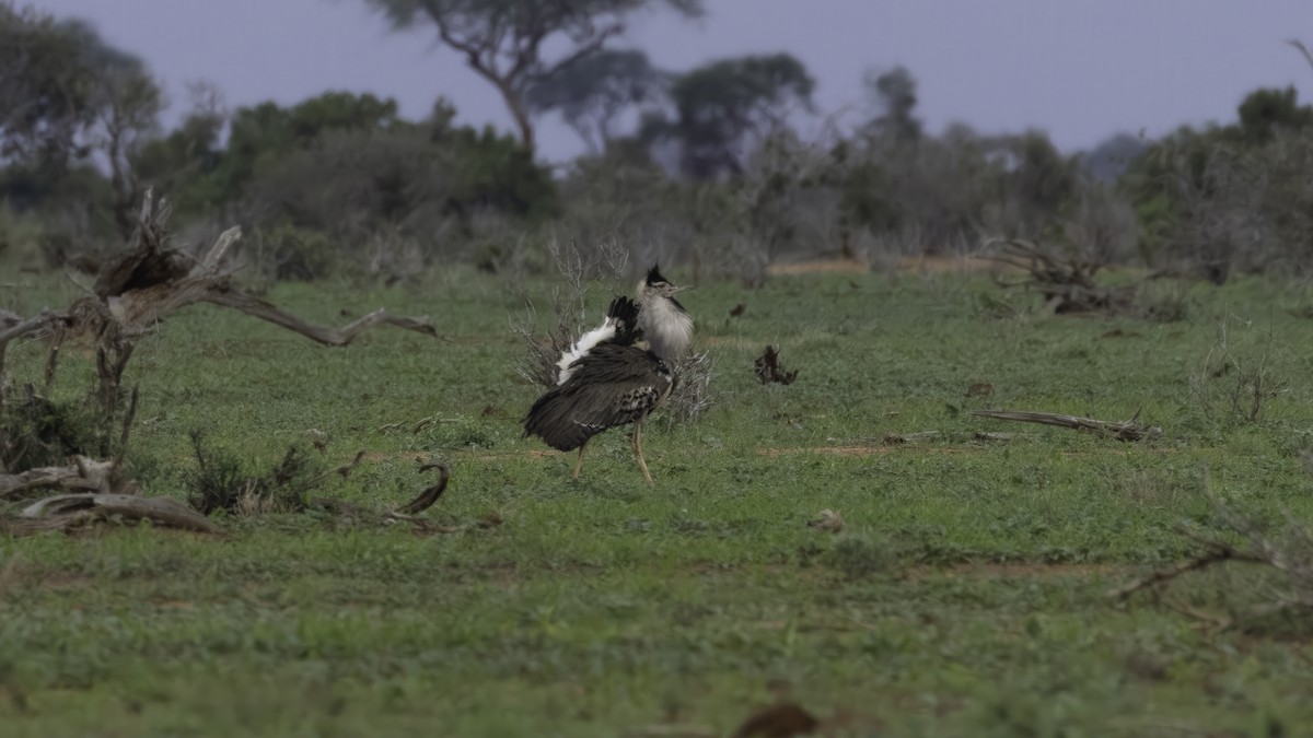 Kori Bustard - ML638343487